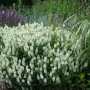 Witte Bossalie